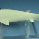 Hand Carved Working FISH DECOY - unpainted Peterson - Vintage Sporting