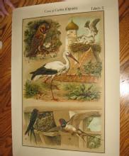 Antique Color Lithograph BIRD BIRDS Collage - FAL Art