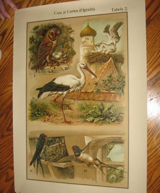 Antique Color Lithograph BIRD BIRDS Collage - FAL Art
