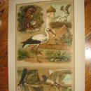 Antique Color Lithograph BIRD BIRDS Collage - FAL Art