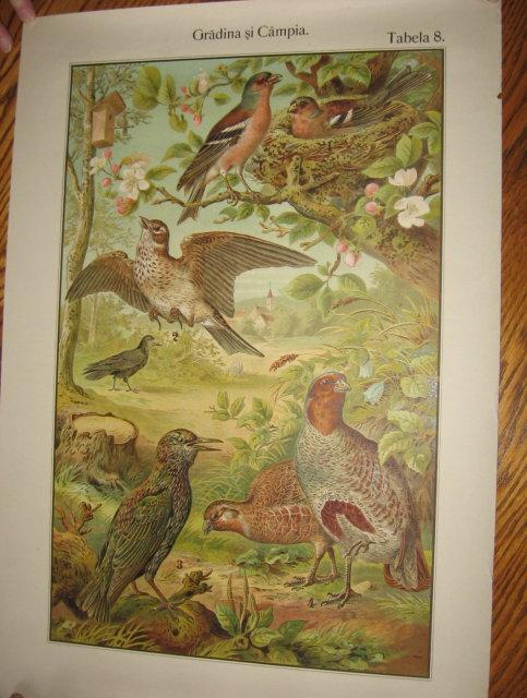 Antique Color Lithograph BIRD BIRDS Collage - FAL Art