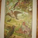Antique Color Lithograph BIRD BIRDS Collage - FAL Art