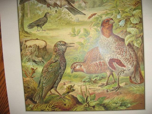 Antique Color Lithograph BIRD BIRDS Collage - FAL Art