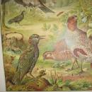 Antique Color Lithograph BIRD BIRDS Collage - FAL Art