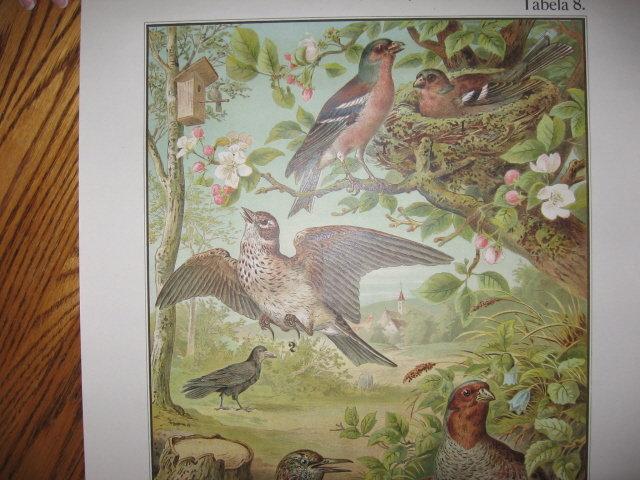 Antique Color Lithograph BIRD BIRDS Collage - FAL Art