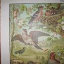 Antique Color Lithograph BIRD BIRDS Collage - FAL Art