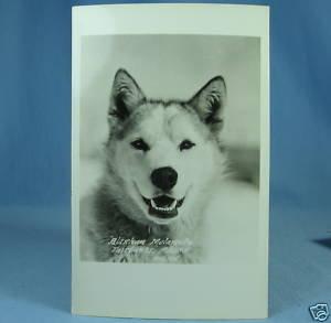 MALAMUTE Dog Fairbanks ALASKA 1926 Nylen RPPC Postcard