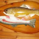 Fish DECOY on CANOE PADDLE by Carl Christensen - Michigan Master Wood Decoy Carver