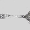 Sterling Silver Sugar Shell - Silver