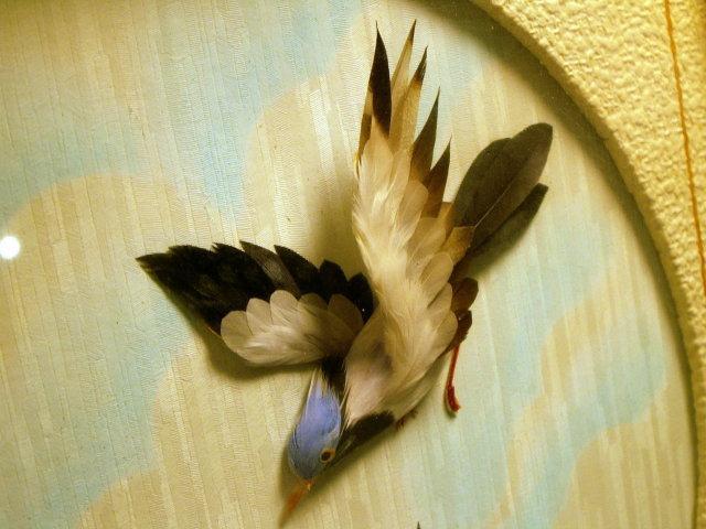 Framed FEATHER Bird Picture - Misc.