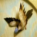 Framed FEATHER Bird Picture - Misc.