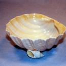 IRISH BELLEEK Porcelain 2 Handled Sugar Bowl