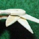Ivory Toothpick with Multipal Picks - Collectibles
