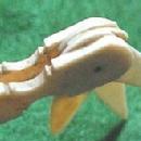 Ivory Toothpick with Multipal Picks - Collectibles