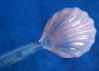 Ten Pink Sea Shell Glass Swiezel Sticks / Drinking Straws