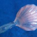 Ten Pink Sea Shell Glass Swiezel Sticks / Drinking Straws