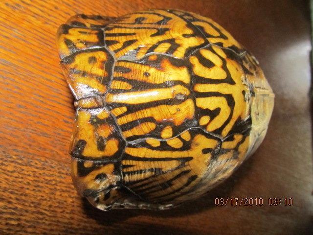 Turtle Shell from taxidermy