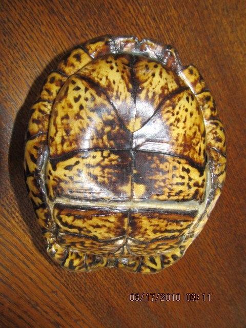 Turtle Shell from taxidermy