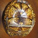 Turtle Shell from taxidermy