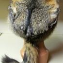 Gray Fox Fur Hat Man's Large - Sporting