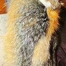 Gray Fox Fur Hat Man's Large - Sporting