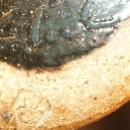 Plum Tree Pottery Kitchen Shaker