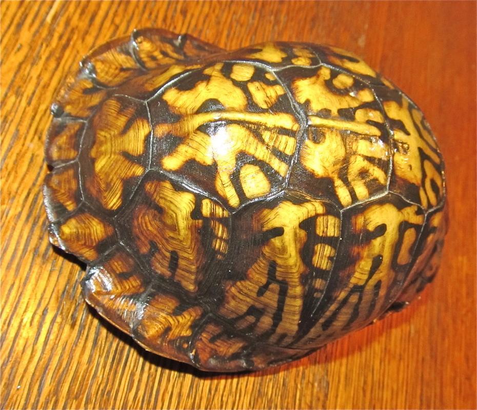 Turtle Shell from taxidermy