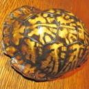 Turtle Shell from taxidermy