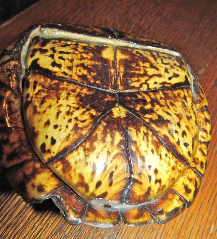 Turtle Shell from taxidermy