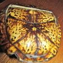 Turtle Shell from taxidermy
