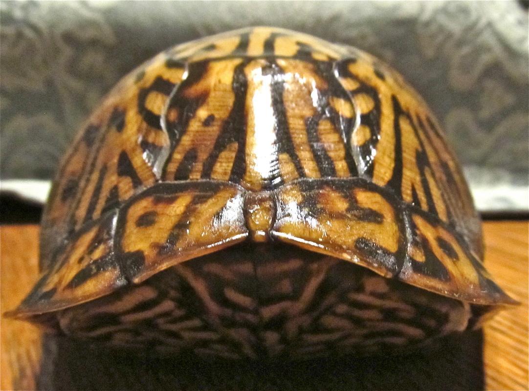 Turtle Shell from taxidermy