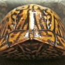 Turtle Shell from taxidermy