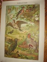 Color Lithograph BIRD BIRDS Collage - Antique Art fal