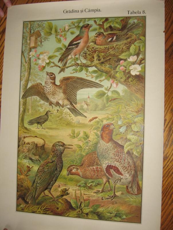 Color Lithograph BIRD BIRDS Collage - Antique Art fal
