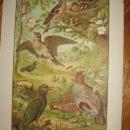 Color Lithograph BIRD BIRDS Collage - Antique Art fal