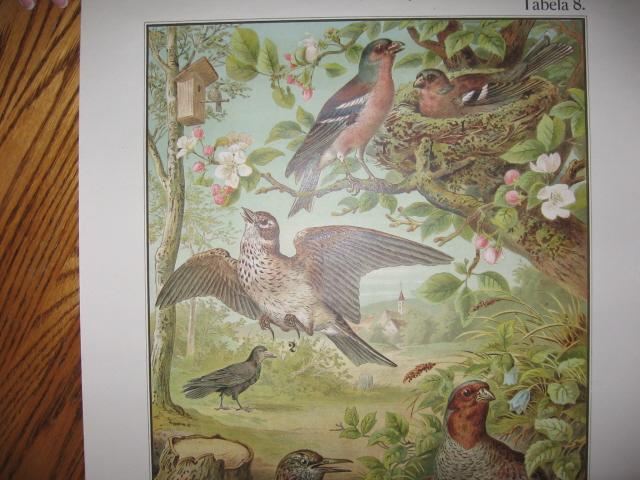 Color Lithograph BIRD BIRDS Collage - Antique Art fal