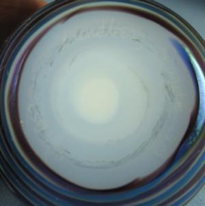LUNDBERG Studio Butterfly Art Glass PAPERWEIGHT