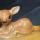 Fawn Deer Timer Luzerne, MI - Glass