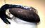 1940's Black Felt Lady's Hat - Feathers, Sequins Veil - Clothing