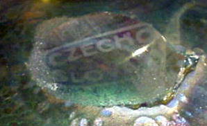 LOETZ PHANOMEN 3 LEGGED BOWL