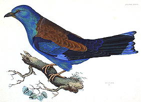BOTANICAL ENGRAVING ROLLER PRIDEAUX JOHN SELBY