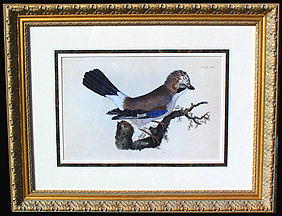 BOTANICAL ENGRAVING JAY PRIDEAUX JOHN SELBY