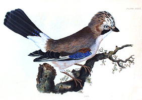 BOTANICAL ENGRAVING JAY PRIDEAUX JOHN SELBY