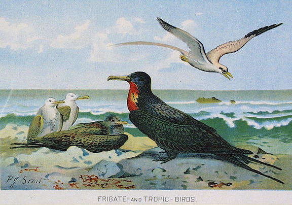 BOTANICAL CHROMOLITOGRAPH FRIGATE & TROPIC