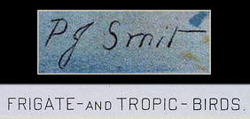 BOTANICAL CHROMOLITOGRAPH FRIGATE & TROPIC