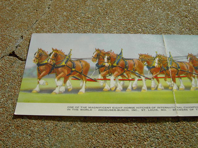 BUDWEISER CLYDESDALE CARD