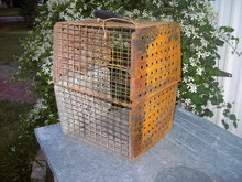 SCHOOL GYM SPORTS BASKET LOCKER ROOM CLOTHES CAGE