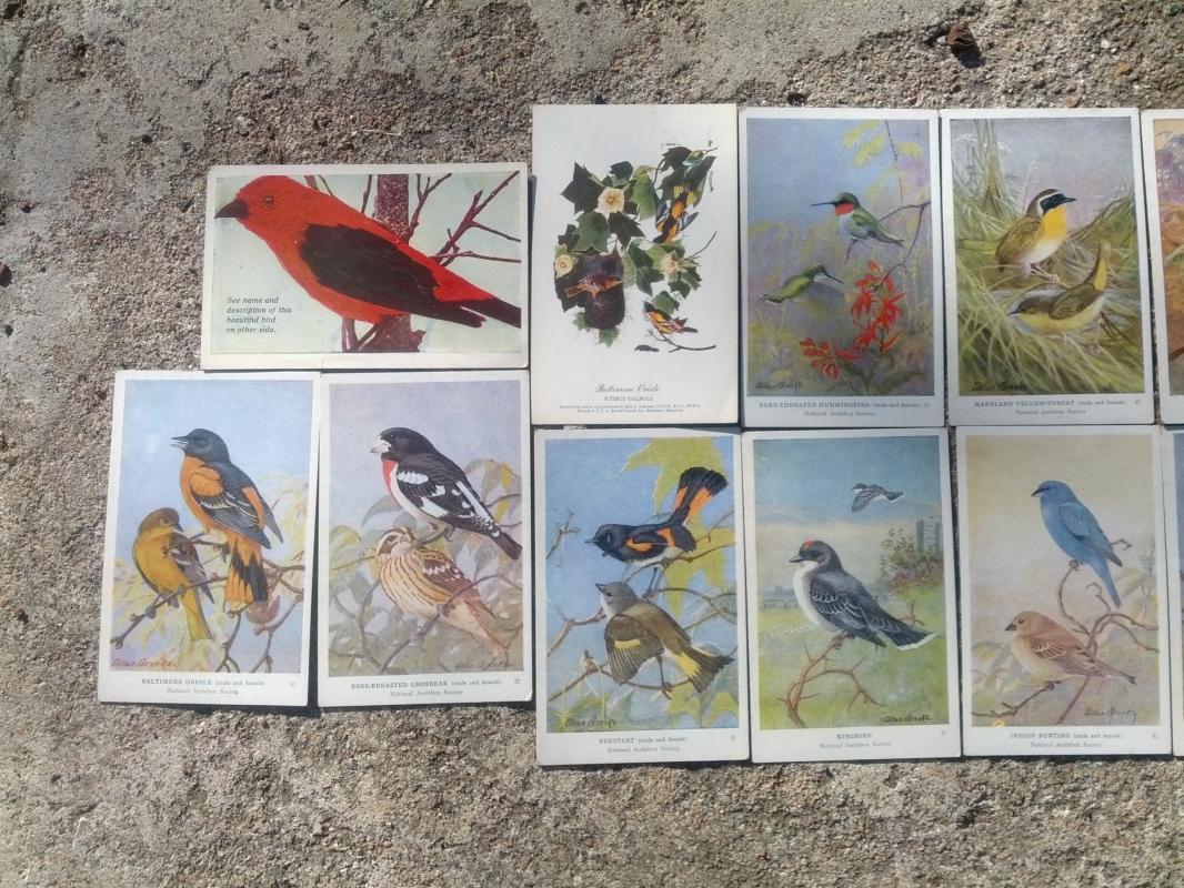 national audibon society song bird postcard allen brooks signed paper prints
