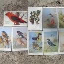 national audibon society song bird postcard allen brooks signed paper prints