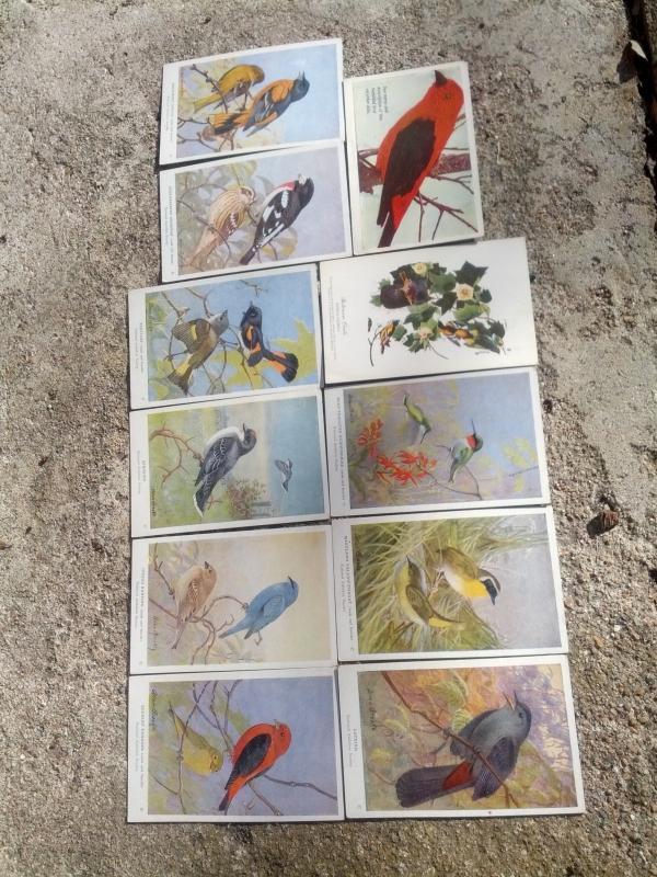 national audibon society song bird postcard allen brooks signed paper prints